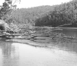 Log jams like this can hold numerous estuary perch in the Bega River system.